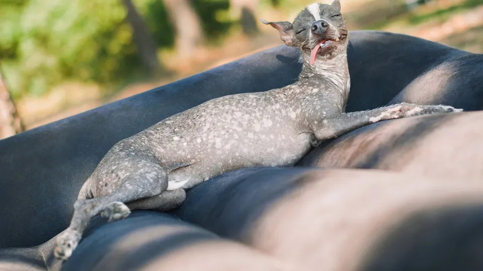 Xoloitzcuintle (Mex Hairless)Min(IMP)